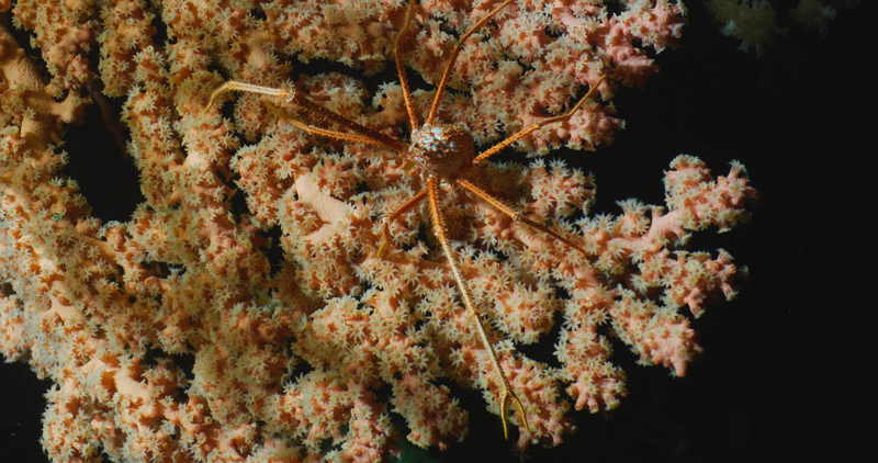 More corals in Lydonia Canyon